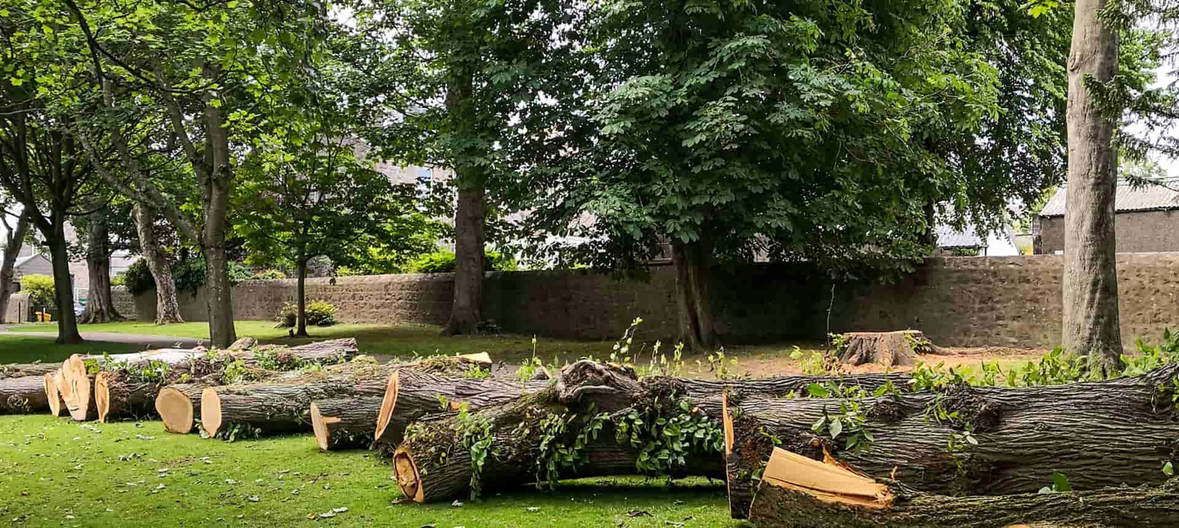 Fallen trees after storm - crane-assisted removal
